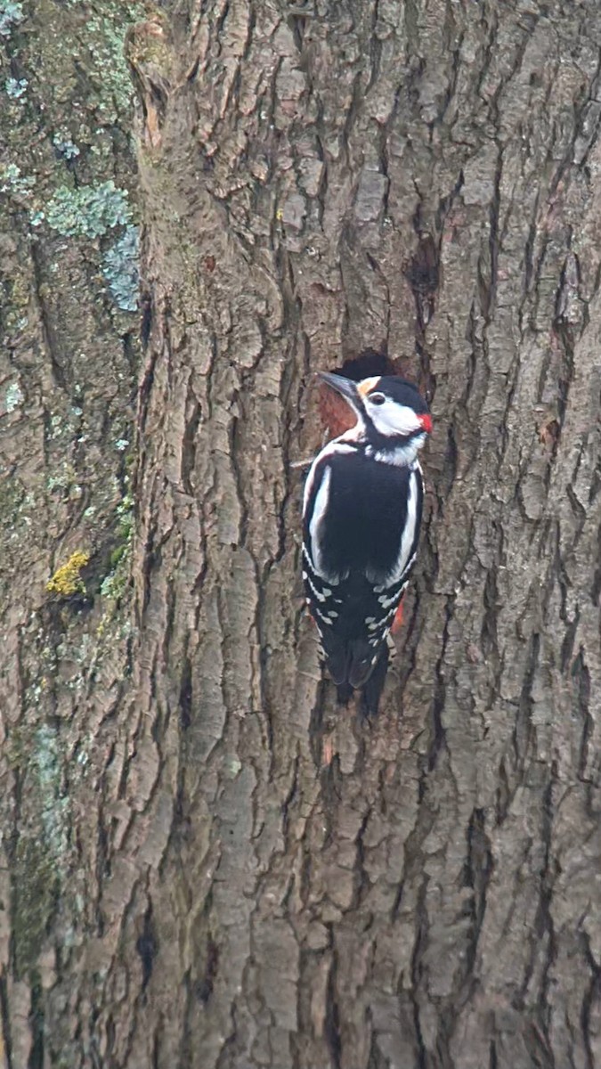 Great Spotted Woodpecker (Great Spotted) - ML616861133