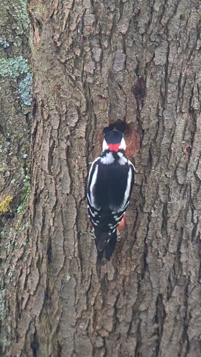 Great Spotted Woodpecker (Great Spotted) - ML616861134