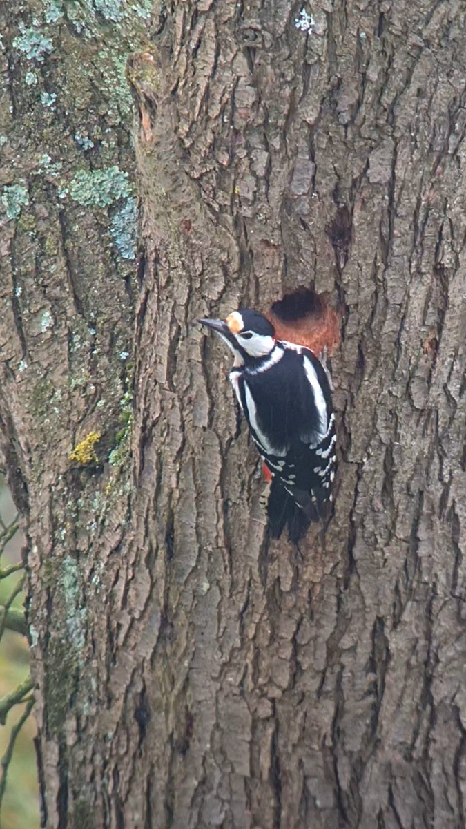 Great Spotted Woodpecker (Great Spotted) - ML616861135