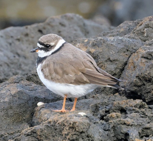 Common Ringed Plover - ML616861136
