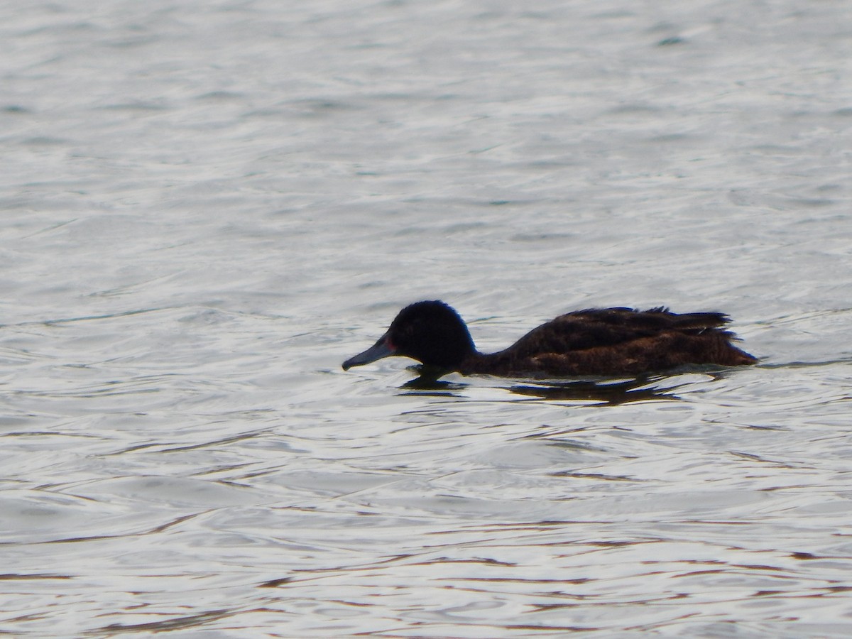Black-headed Duck - ML616861305
