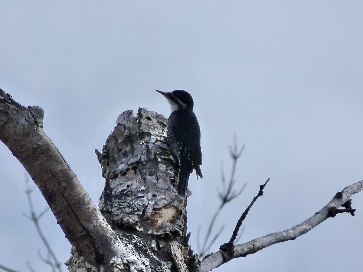 Black-backed Woodpecker - Rick Whitman