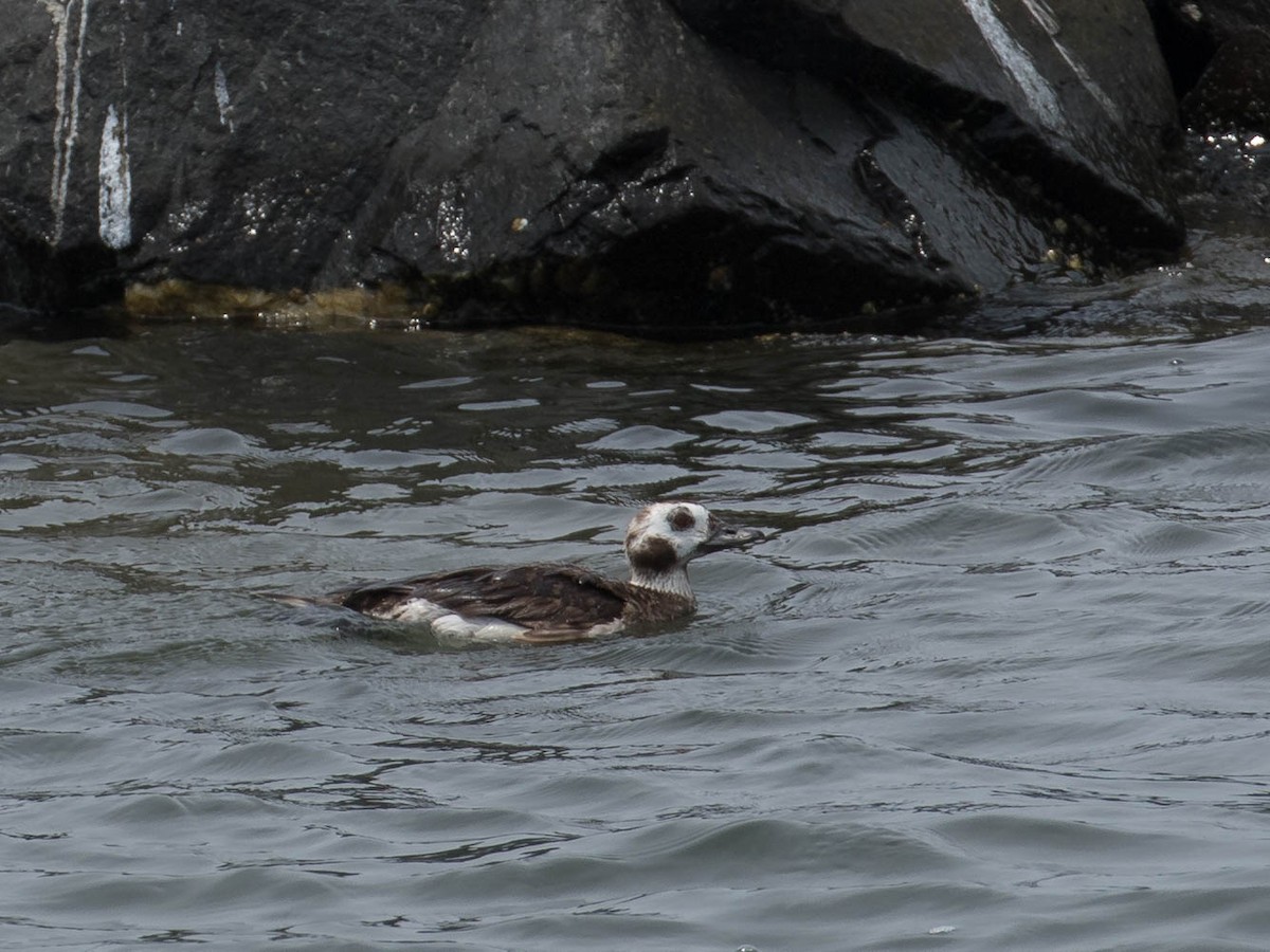 Long-tailed Duck - ML61686141