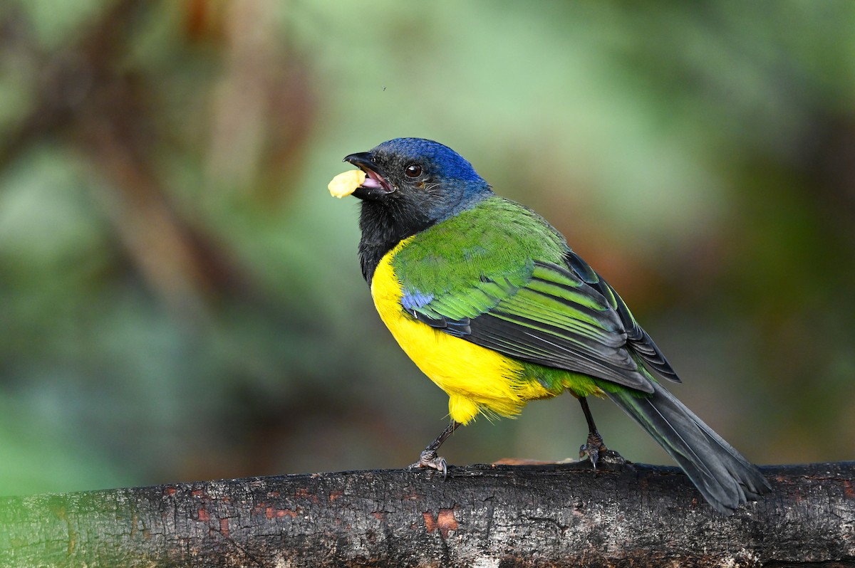 Black-chested Mountain Tanager - ML616861732