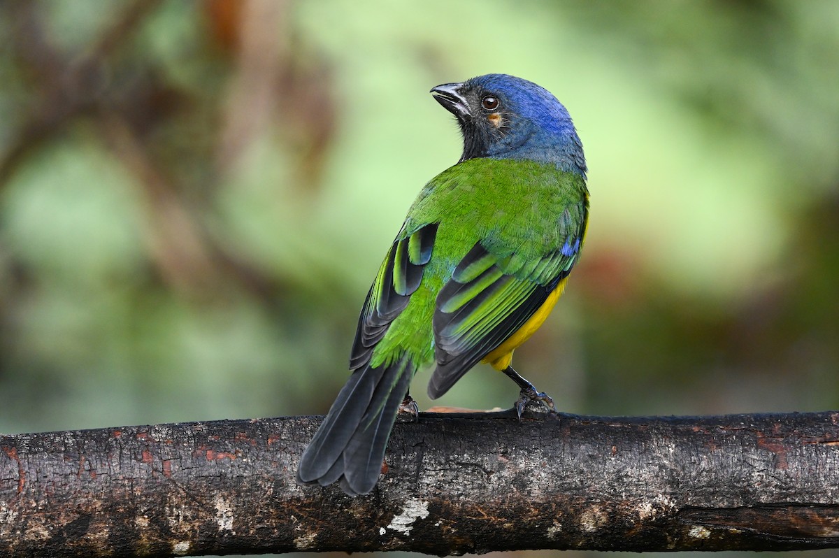 Black-chested Mountain Tanager - ML616861738