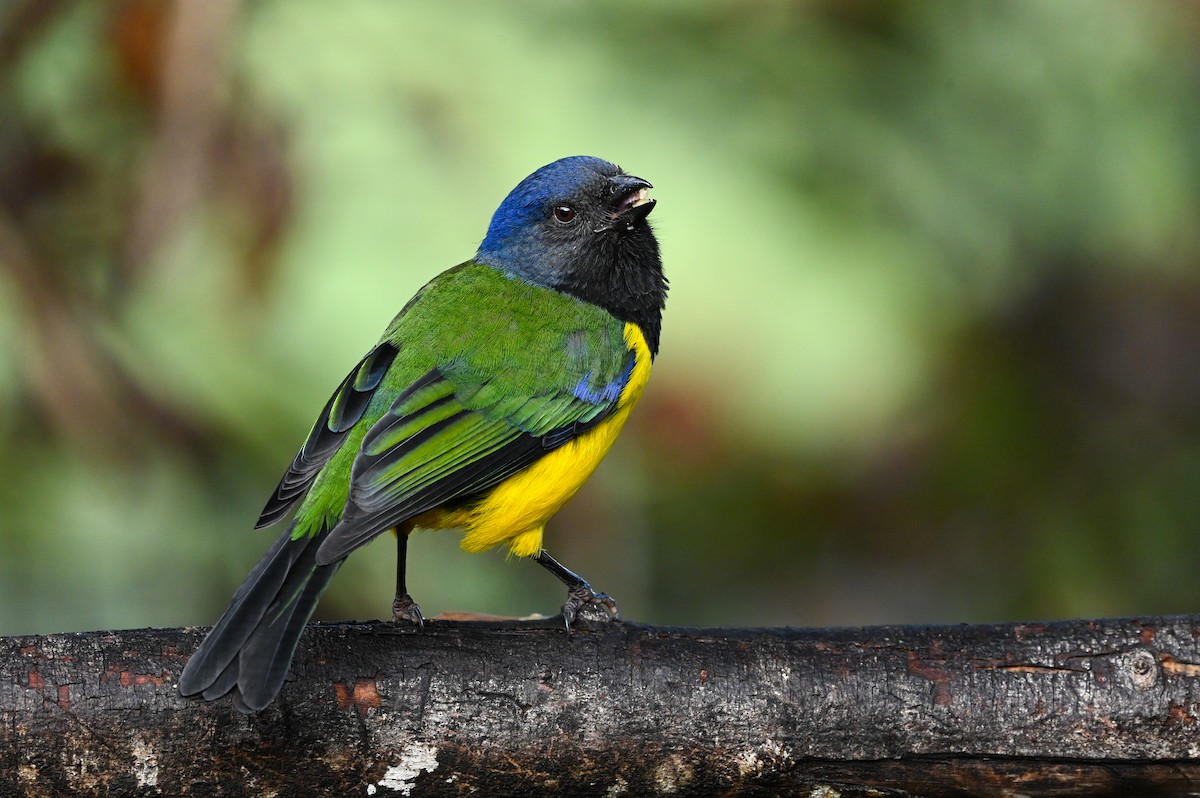 Black-chested Mountain Tanager - Dan O'Brien