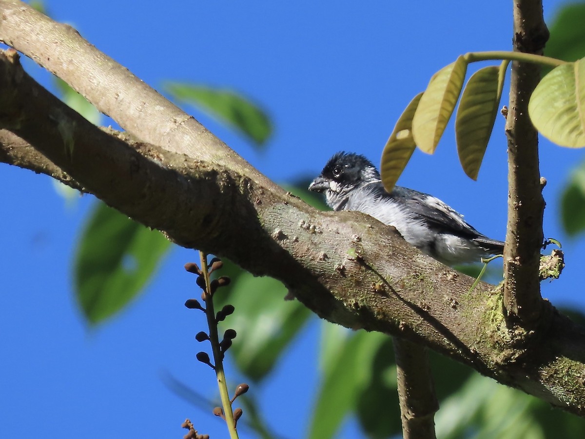Variable Seedeater - ML616861786