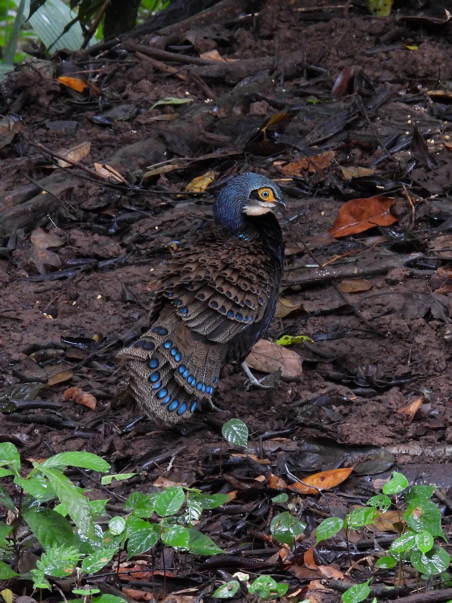 Bornean Peacock-Pheasant - ML616861795