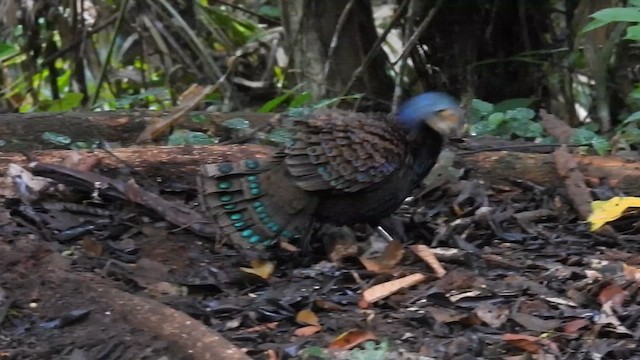 Bornean Peacock-Pheasant - ML616861801