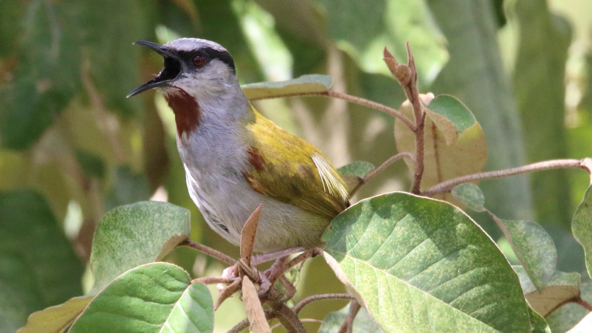 Gray-capped Warbler - ML616861845