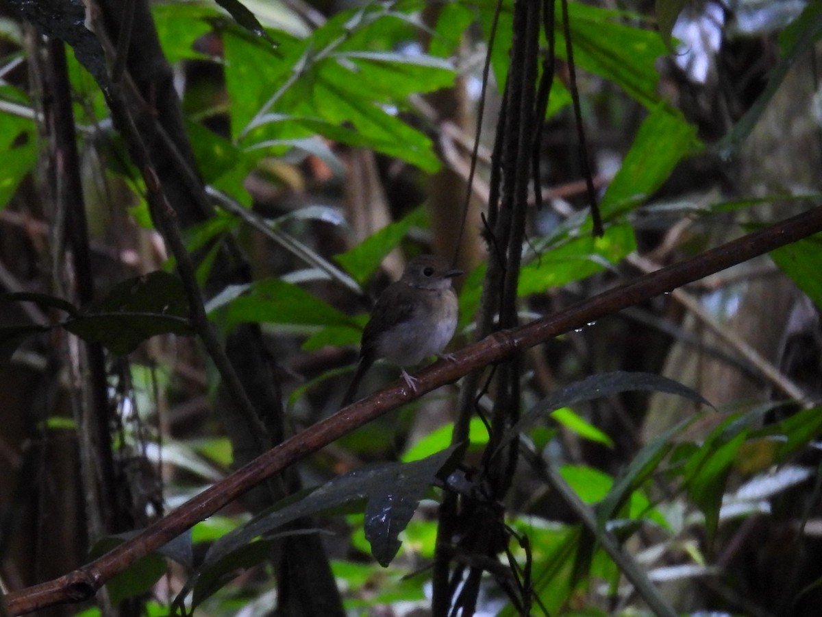 Fulvous-chested Jungle Flycatcher - ML616861888