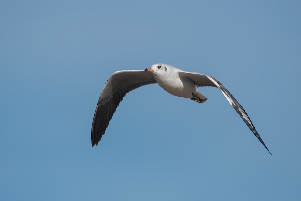Brown-hooded Gull - Pablo Re
