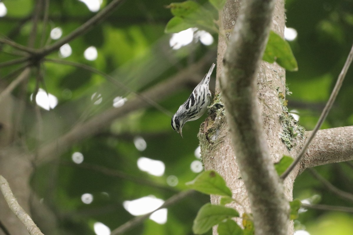 Black-and-white Warbler - ML616861970