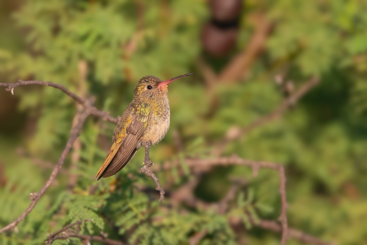 Gilded Hummingbird - ML616861983