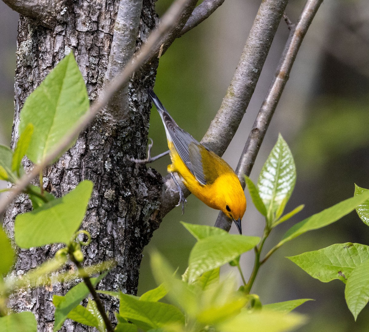 Prothonotary Warbler - ML616862022