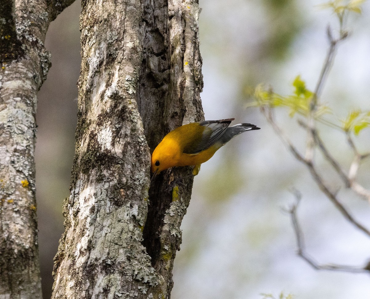 Prothonotary Warbler - Amy Padgett