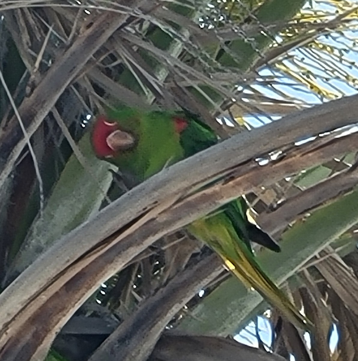 Red-masked Parakeet - ML616862058