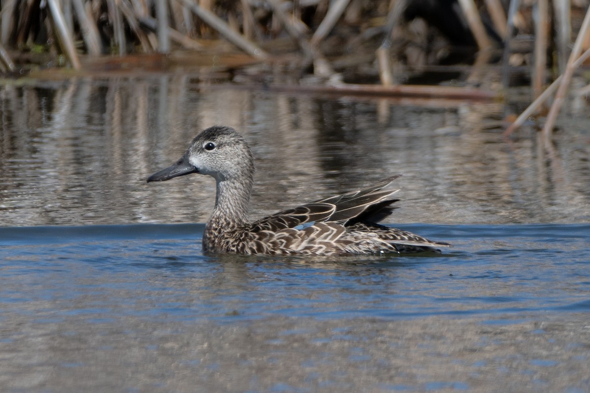 Blue-winged Teal - ML616862092