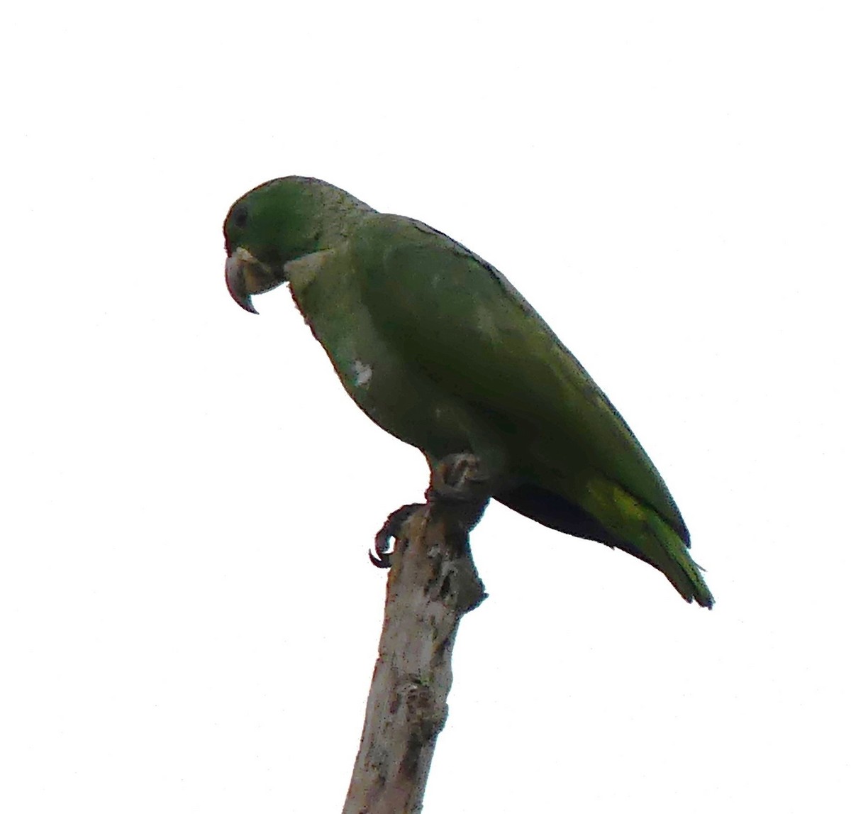 Kawall's Parrot - ML616862095