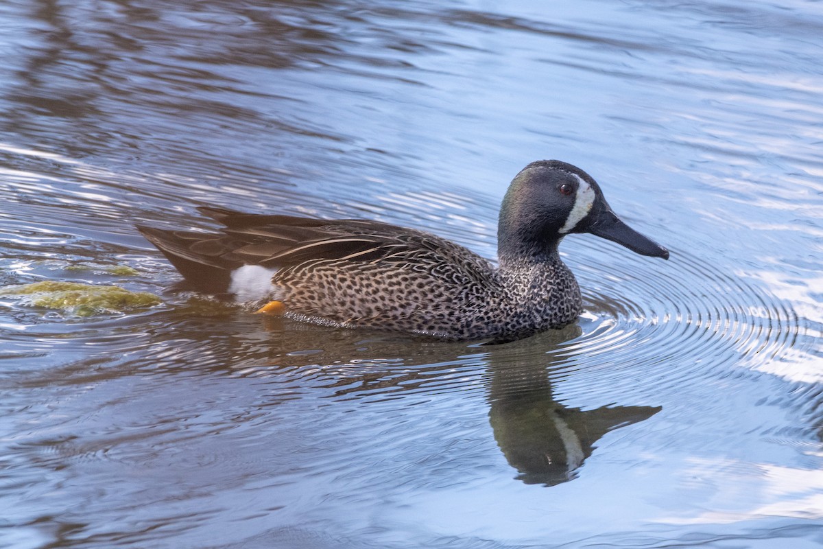 Blue-winged Teal - ML616862125