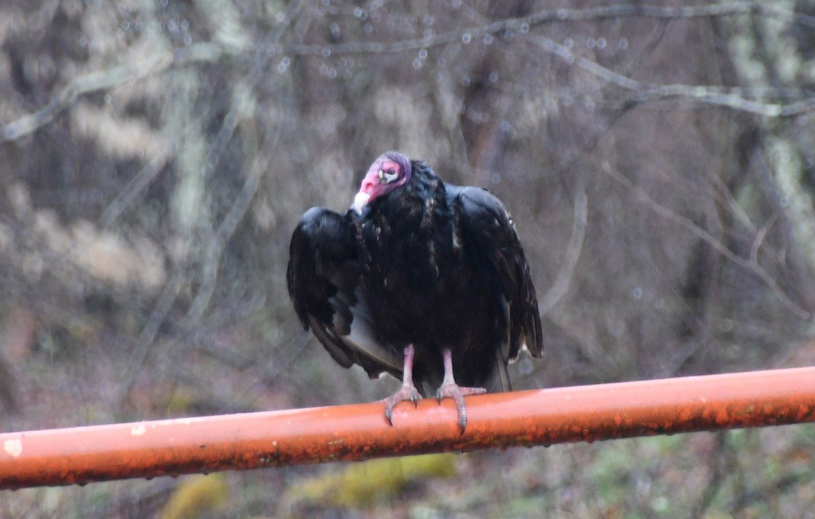 Turkey Vulture (Northern) - ML616862283