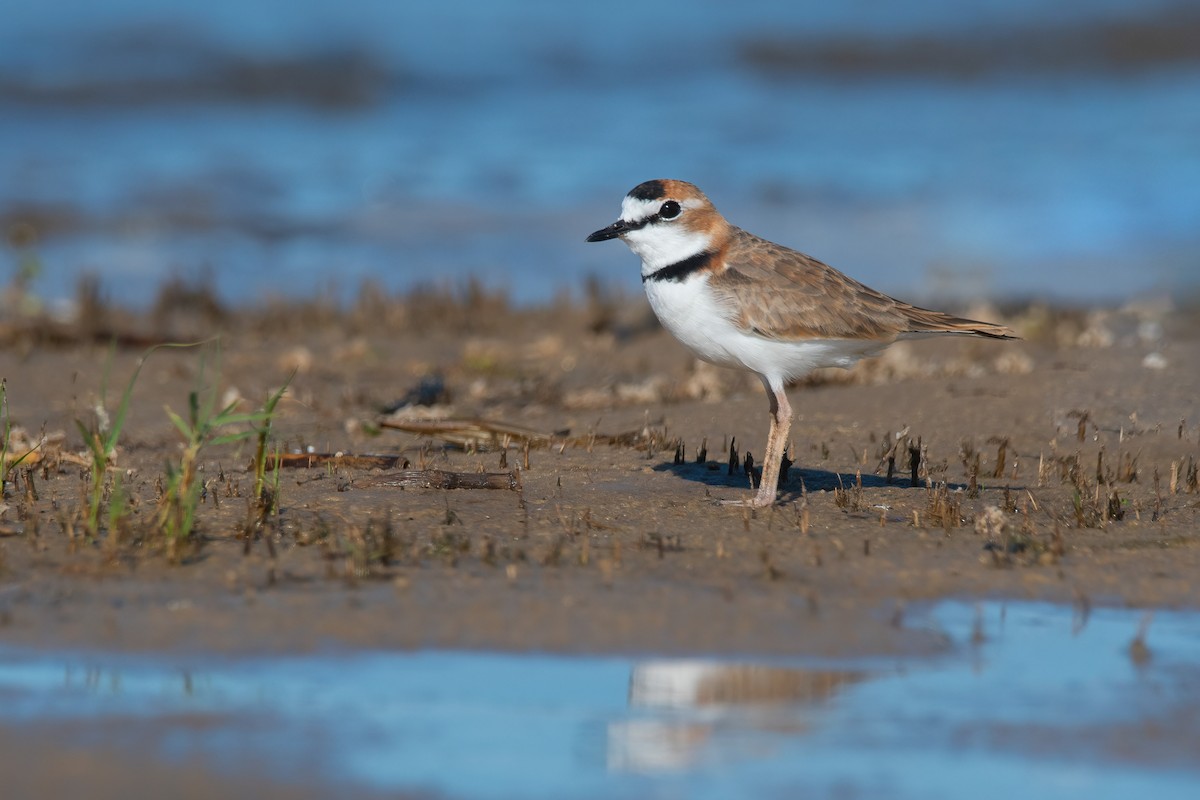 Collared Plover - ML616862285
