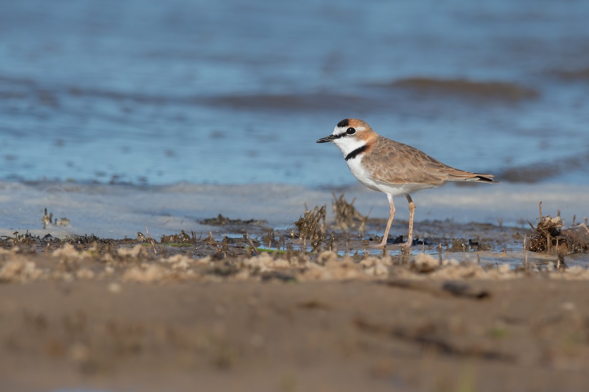 Collared Plover - ML616862286
