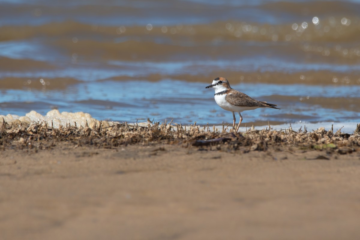 Collared Plover - ML616862287