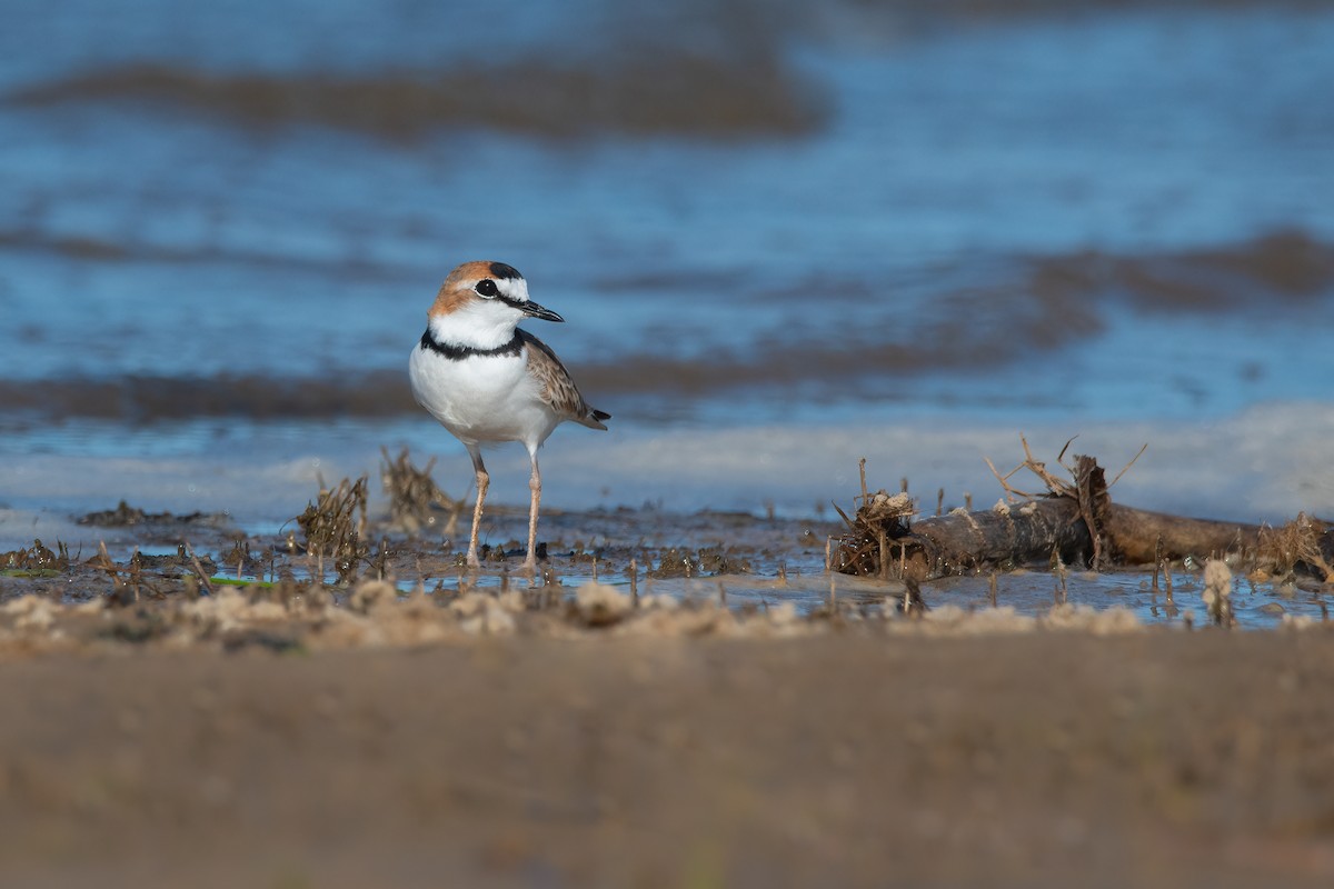 Collared Plover - ML616862288