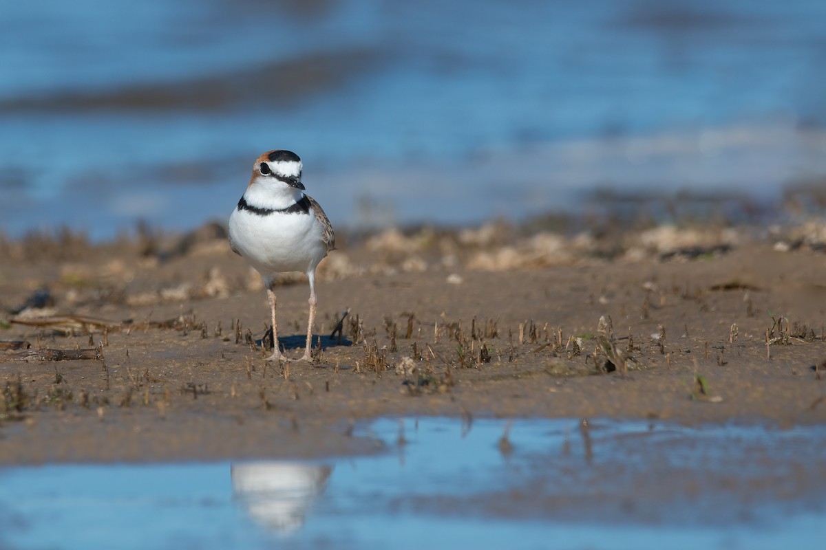 Collared Plover - ML616862289