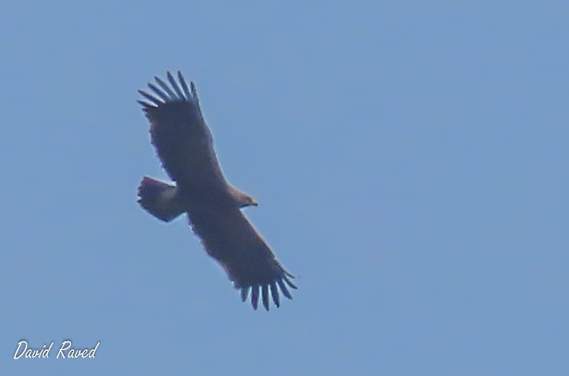 Greater Spotted Eagle - ML616862290