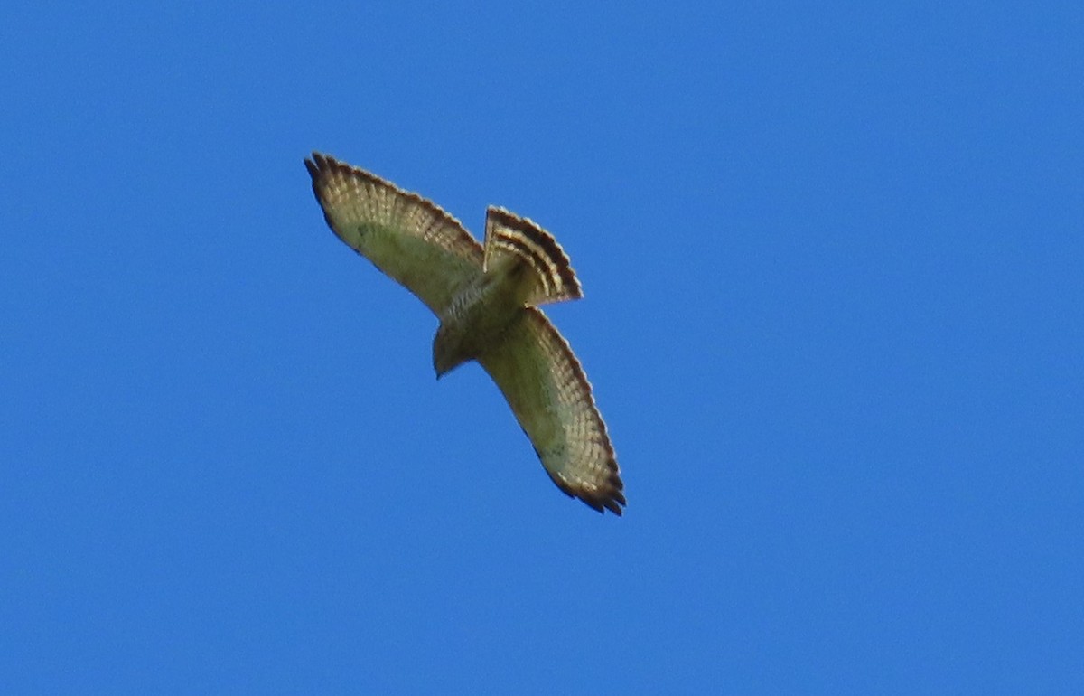 Broad-winged Hawk - ML616862679