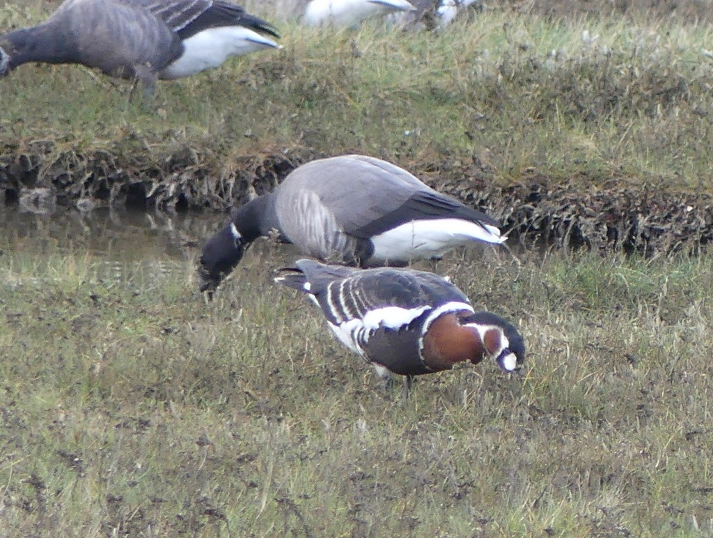 Red-breasted Goose - ML616862744