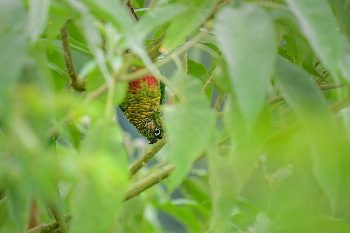 Maroon-bellied Parakeet - Mauricio  Silvera