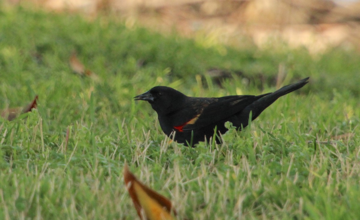 Red-winged Blackbird - ML616862898