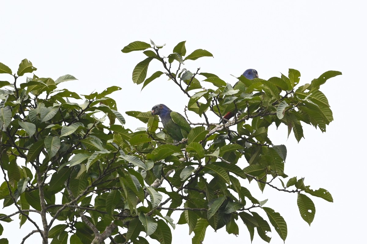 Blue-headed Parrot (Blue-headed) - Dan O'Brien