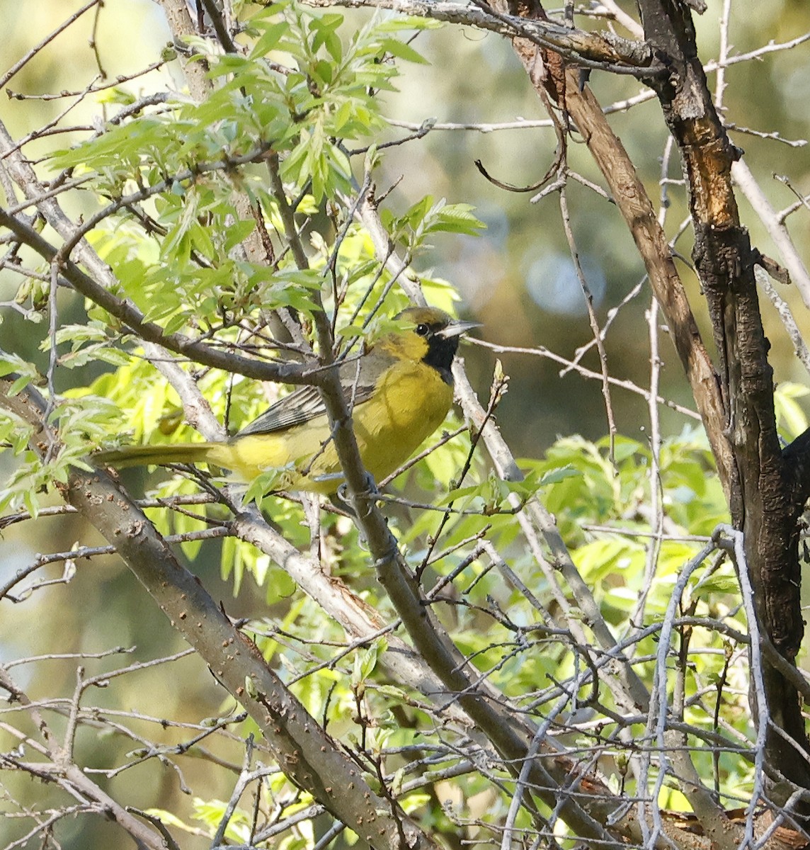 Orchard Oriole - Willie D'Anna