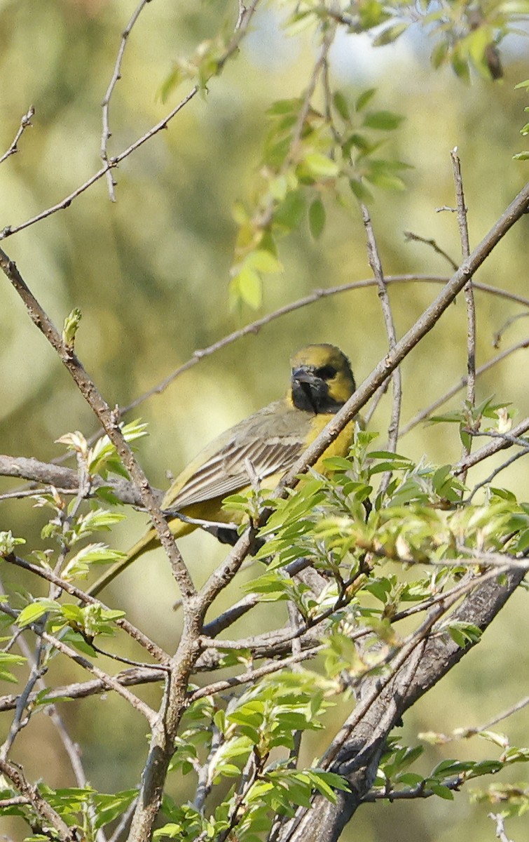 Orchard Oriole - ML616863090