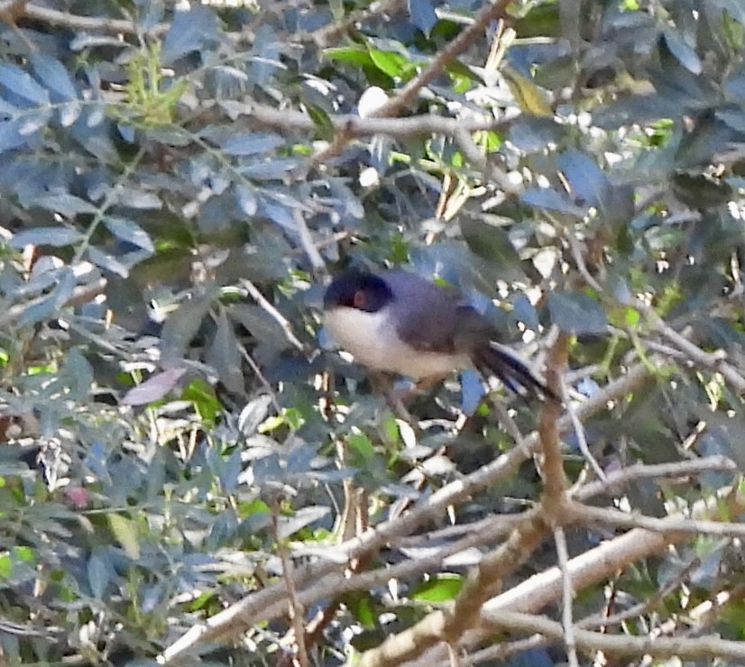 Sardinian Warbler - ML616863197