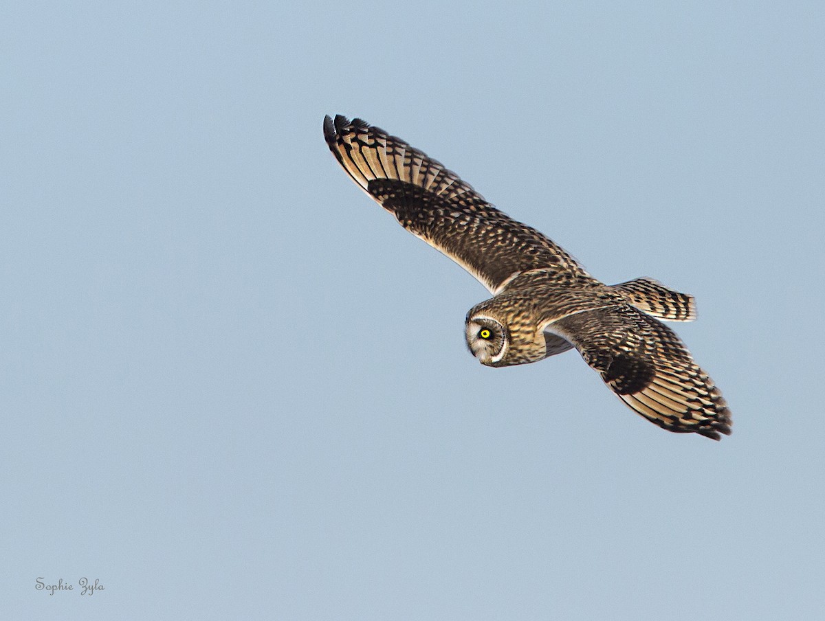 Short-eared Owl - ML616863216