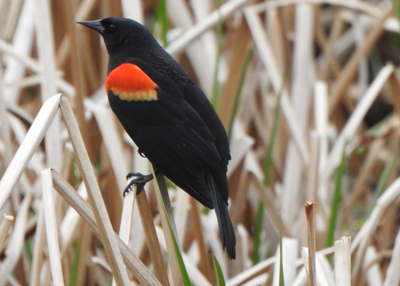 Red-winged Blackbird - Andy Frank
