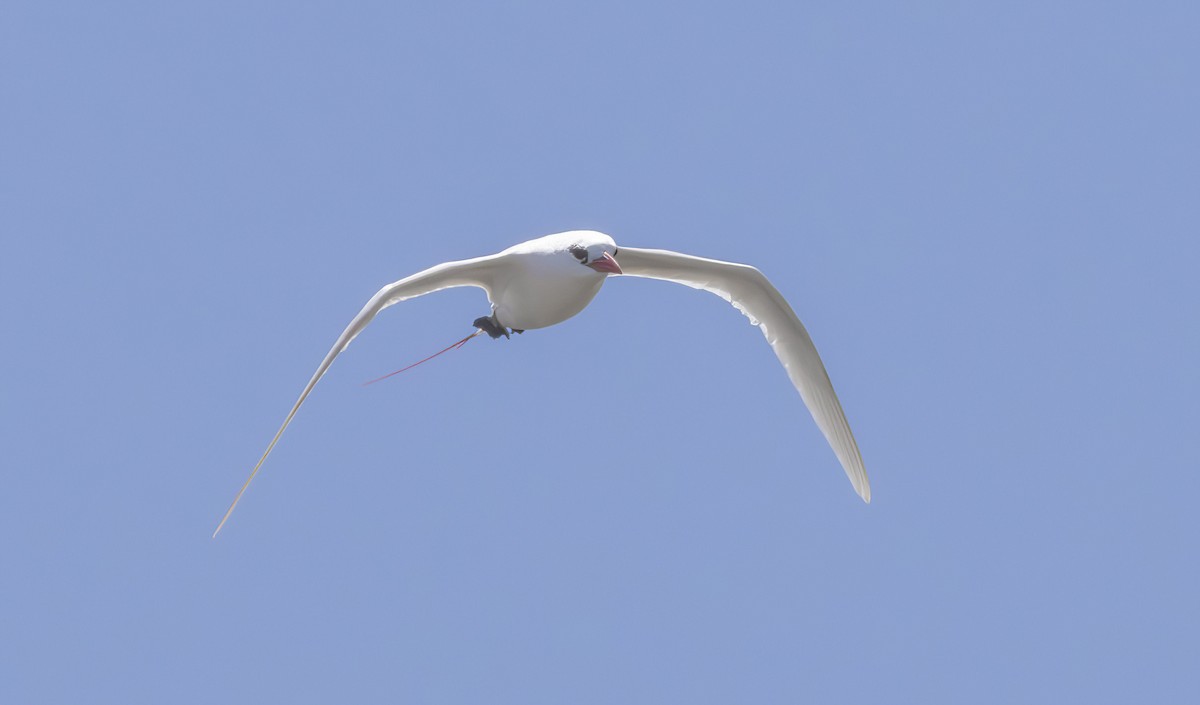 Red-tailed Tropicbird - ML616863233