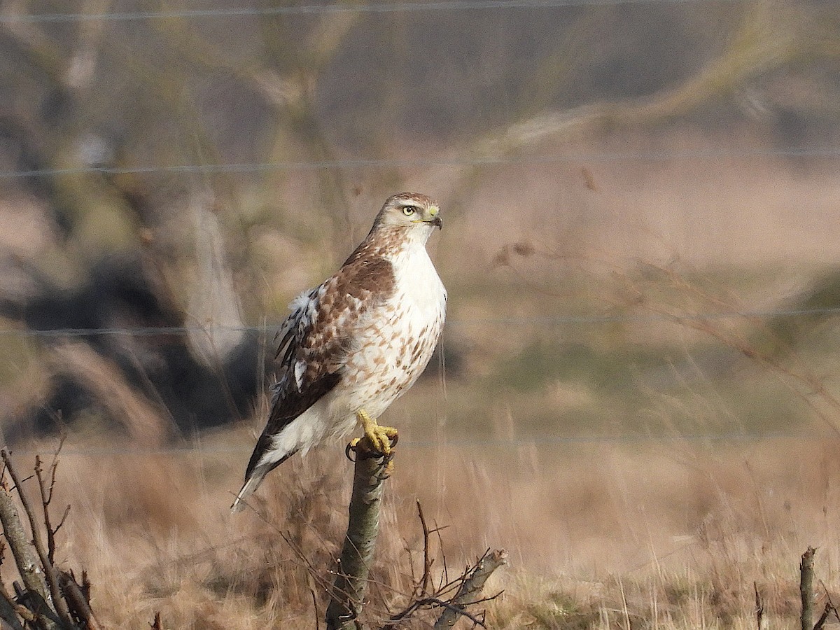 Red-tailed Hawk - ML616863293