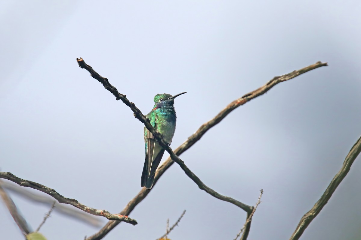 kolibřík ametystouchý - ML616863350