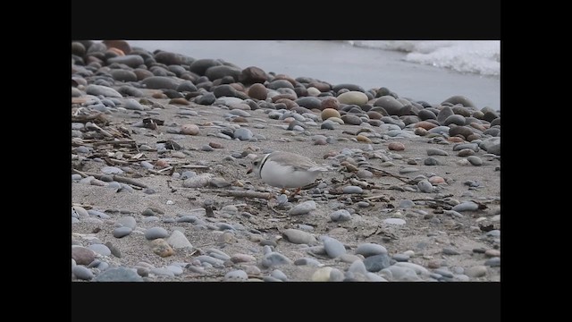 Piping Plover - ML616863422
