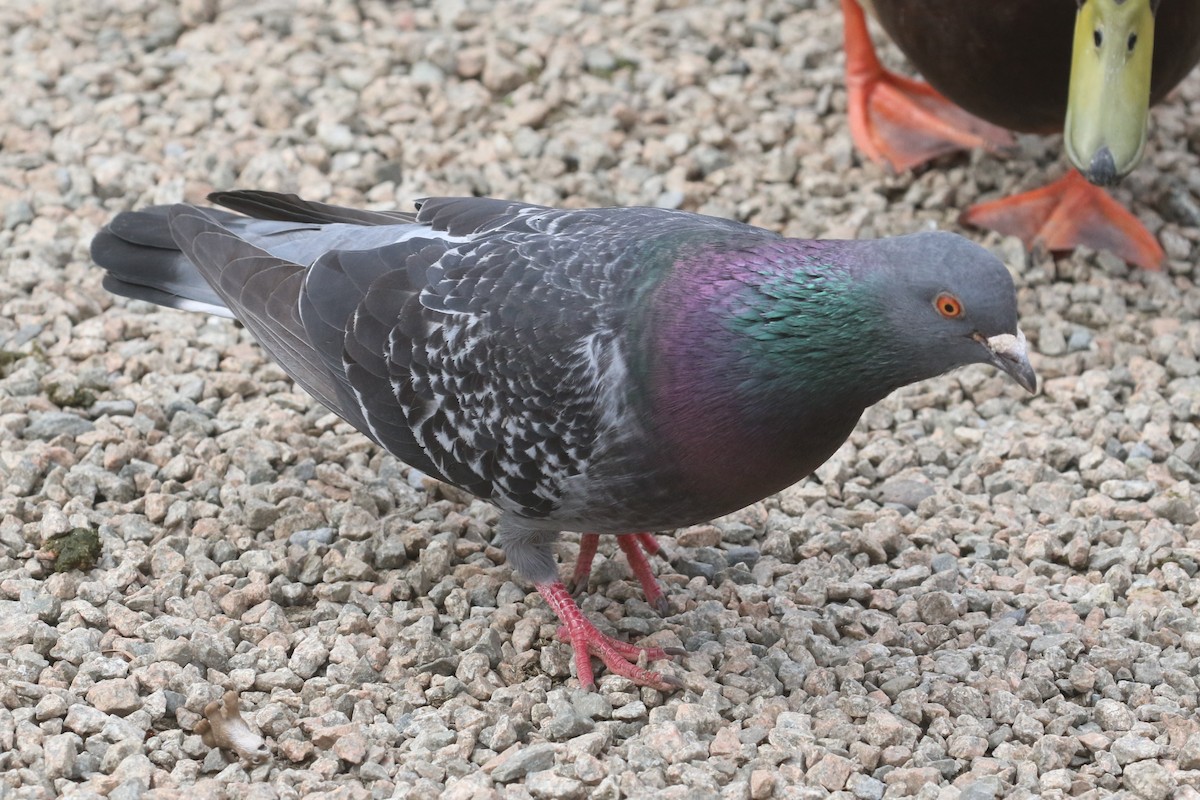 Rock Pigeon (Feral Pigeon) - ML616863479