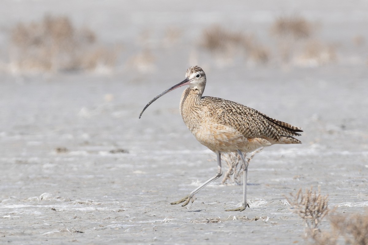 Long-billed Curlew - Liam Wolff