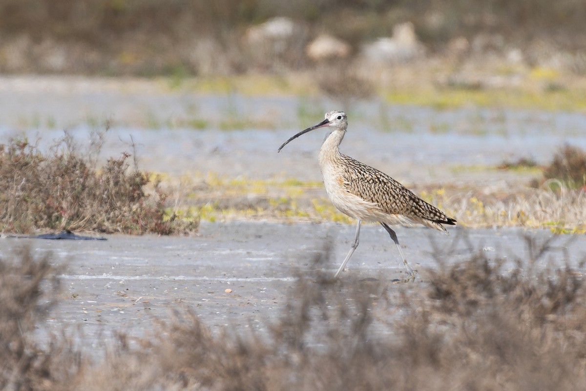 Long-billed Curlew - Liam Wolff