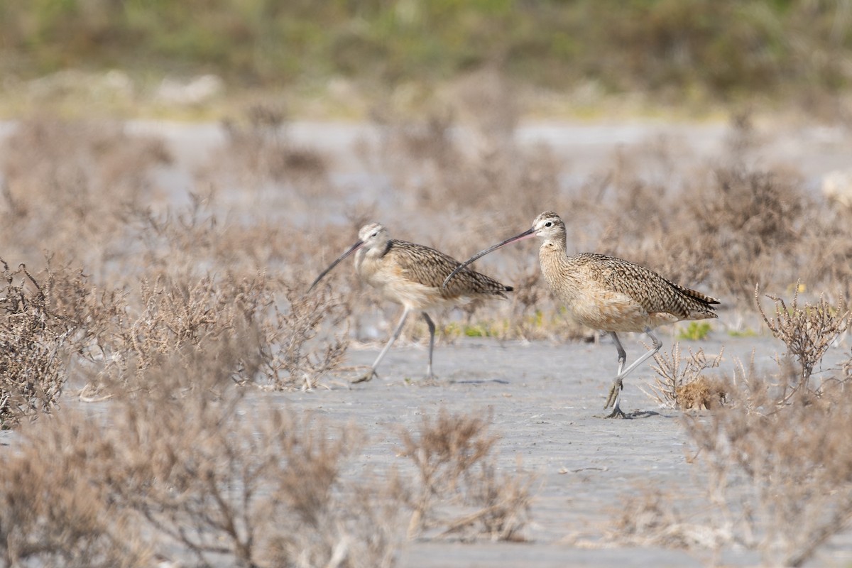 Long-billed Curlew - ML616863485