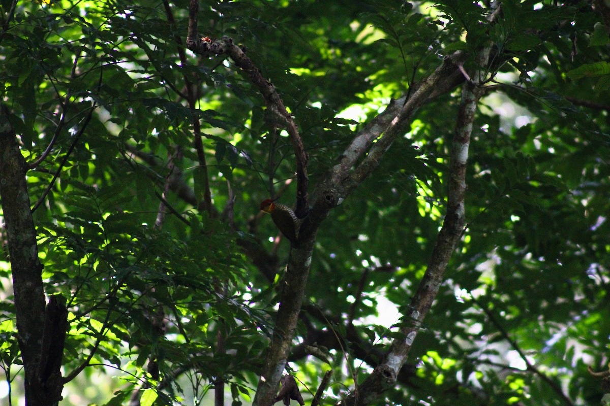 Yellow-throated Woodpecker - ML616863636
